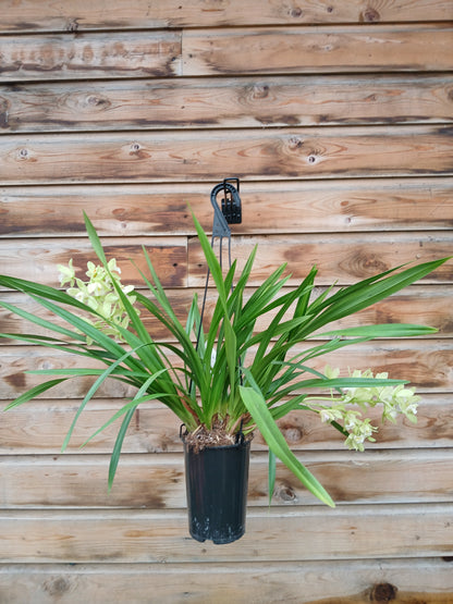Cymbidium cascade mix / P14 / 2-6 branche-Easy Garden Centre