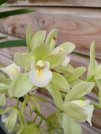 Cymbidium cascade mix / P14 / 2-6 branche-Easy Garden Centre