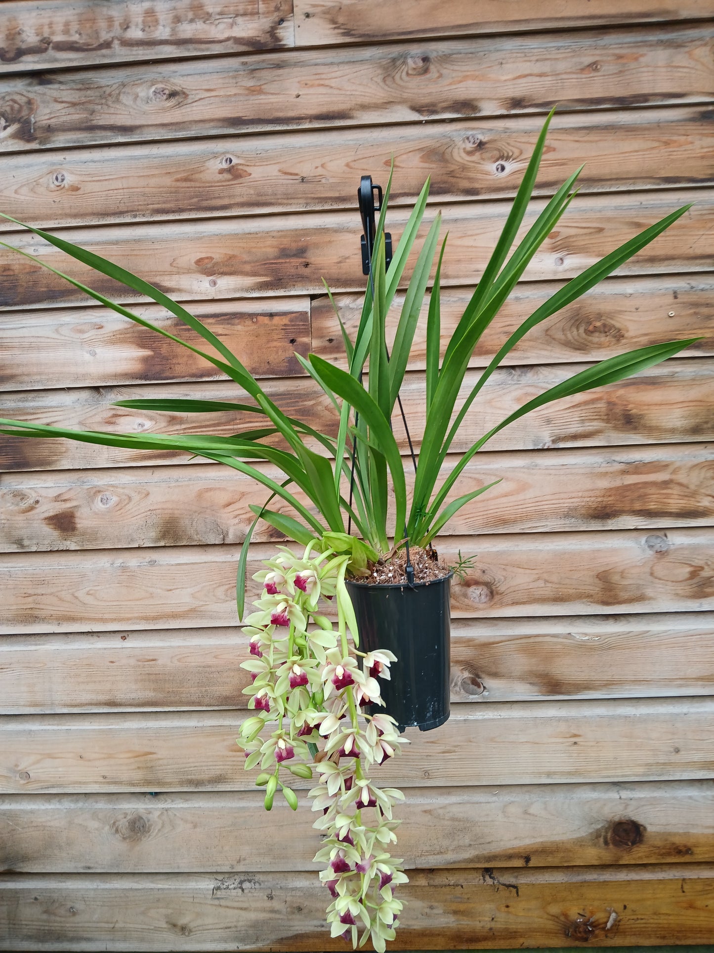 Cymbidium cascade mix / P14 / 2-6 branche-Easy Garden Centre