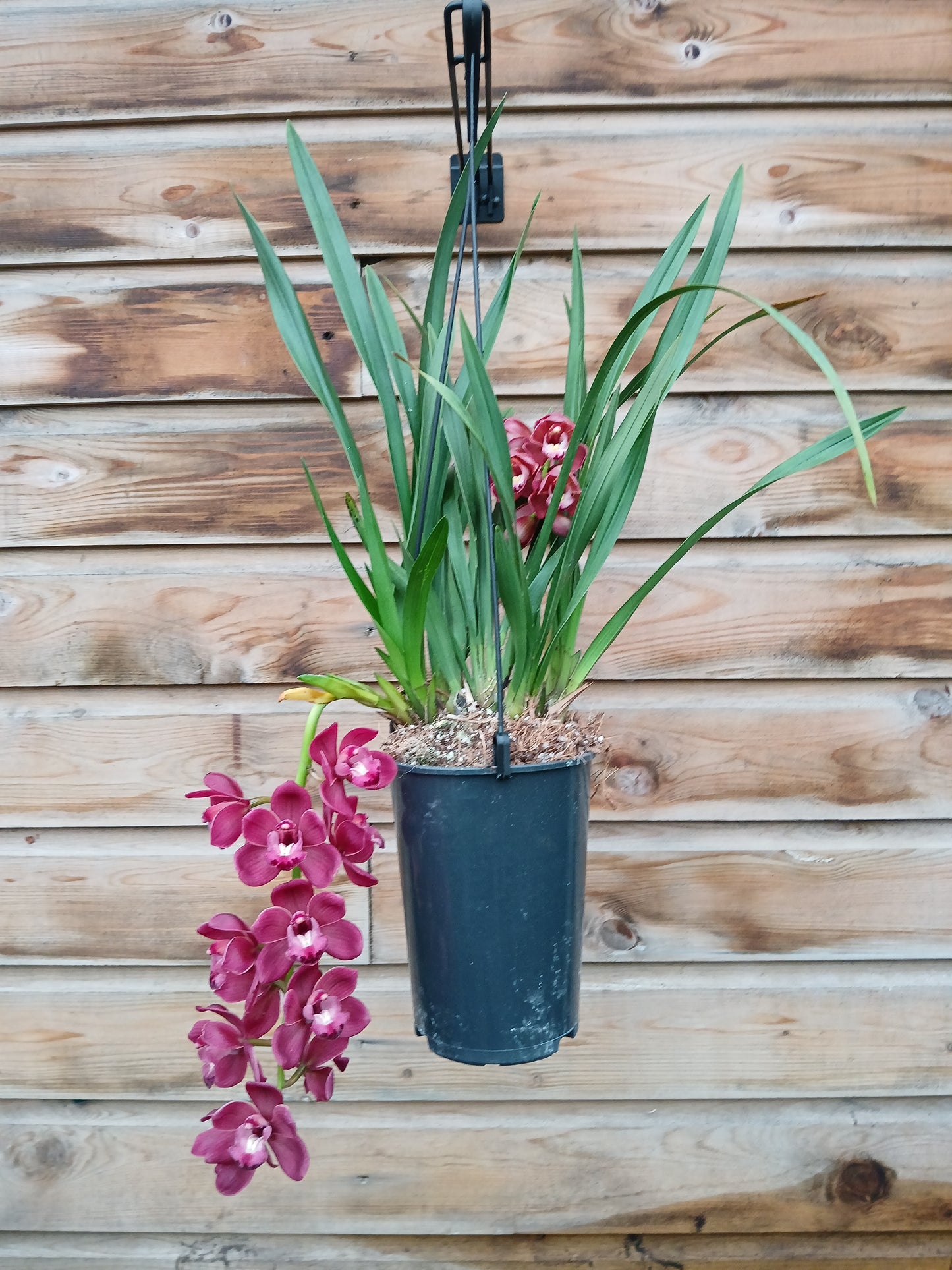 Cymbidium cascade mix / P14 / 2-6 branche-Easy Garden Centre