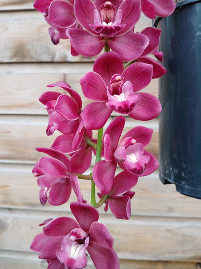 Cymbidium cascade mix / P14 / 2-6 branche-Easy Garden Centre