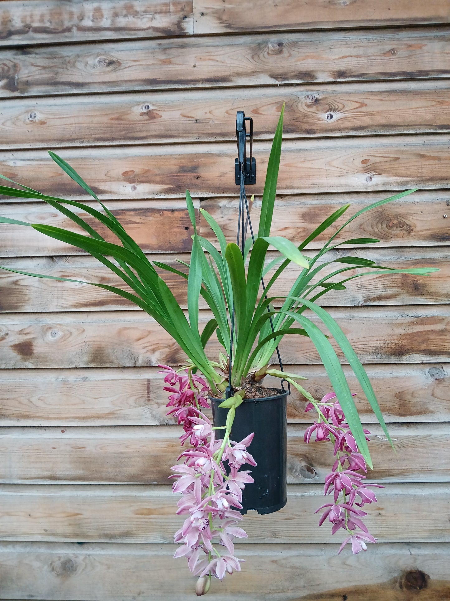 Cymbidium cascade mix / P14 / 2-6 branche-Easy Garden Centre