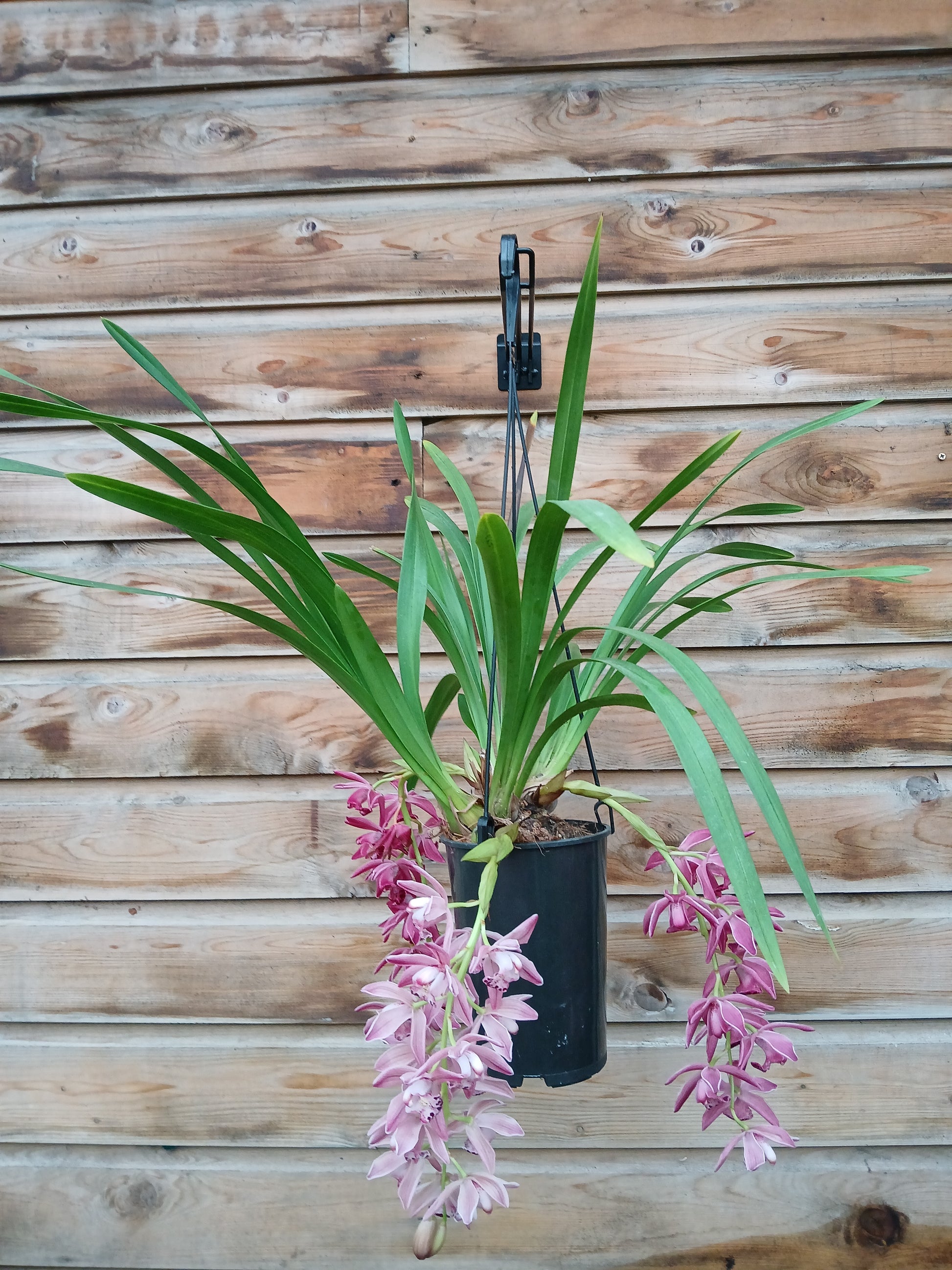 Cymbidium cascade mix / P14 / 2-6 branche-Easy Garden Centre