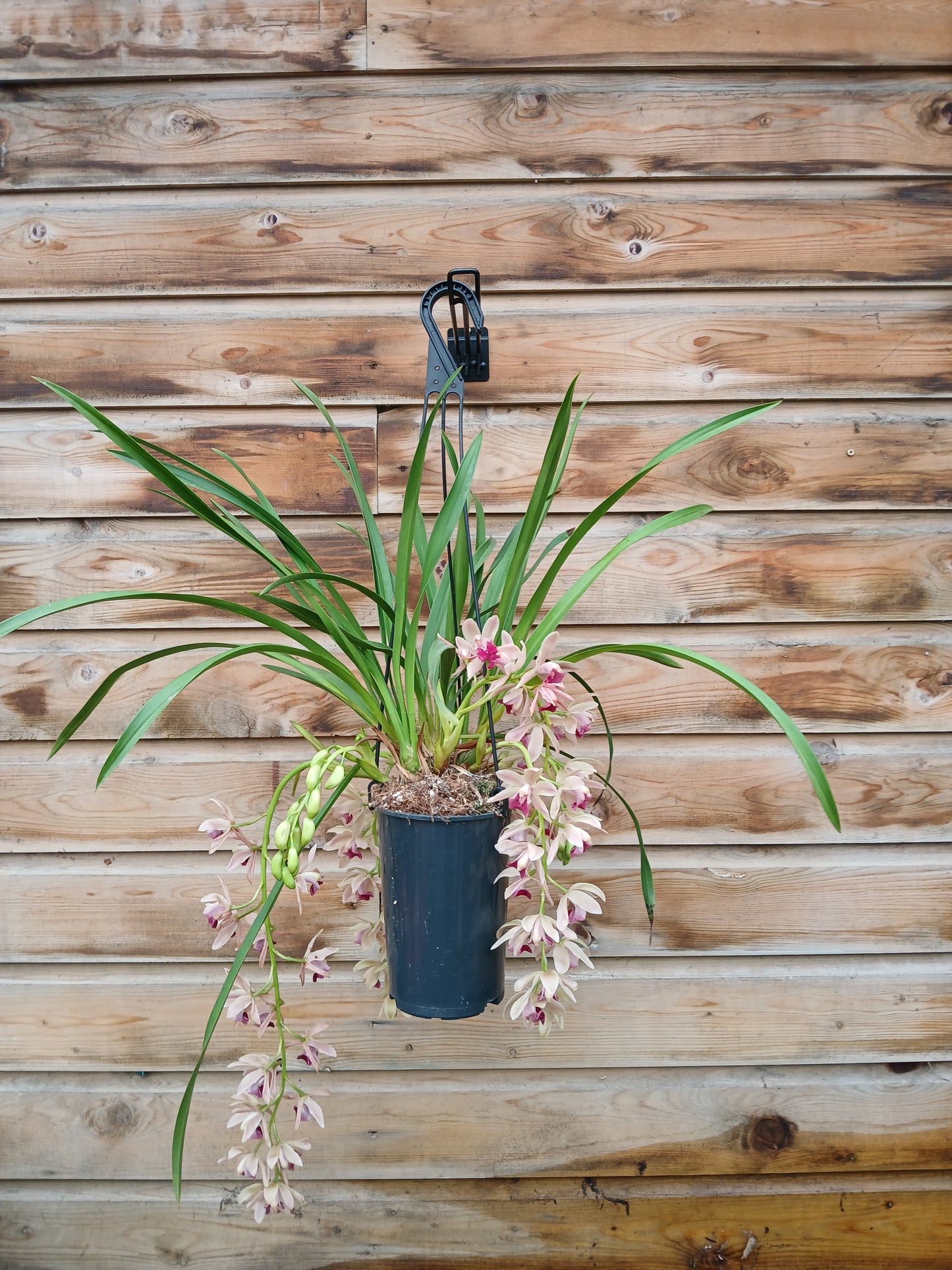 Cymbidium cascade mix / P14 / 2-6 branche-Easy Garden Centre