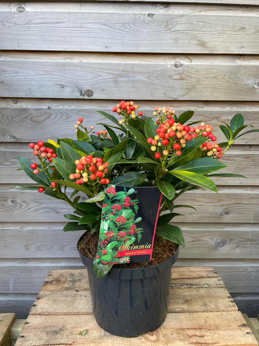 Skimmia jap. Veitchii / P23 (5 Ltr) / 15/+TRUSSES