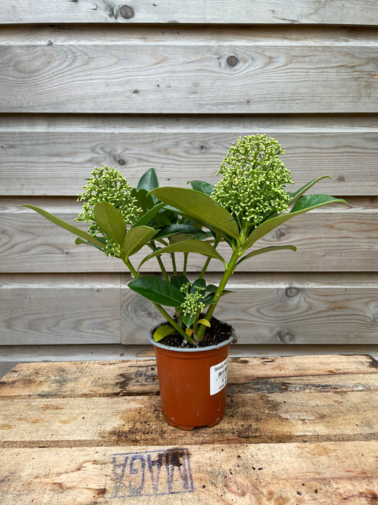 Skimmia jap. Fragrant Cloud / P9 / 4/5-FLOWER