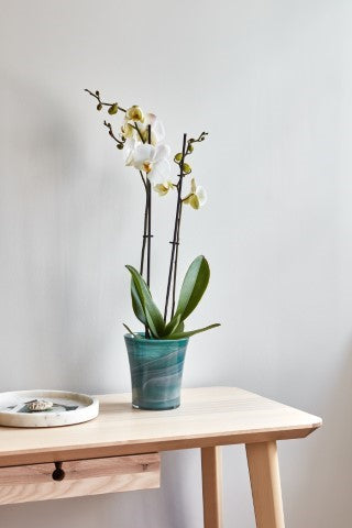 Flared Orchid Planter Teal D14.5Cm