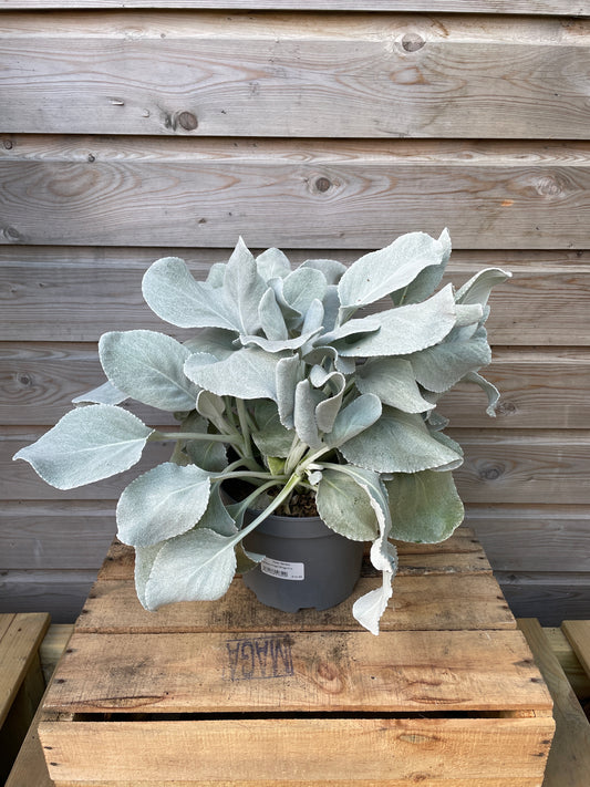 3 Ltr Senecio-Easy Garden Centre