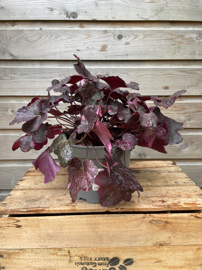 Heuchera 3ltr mix