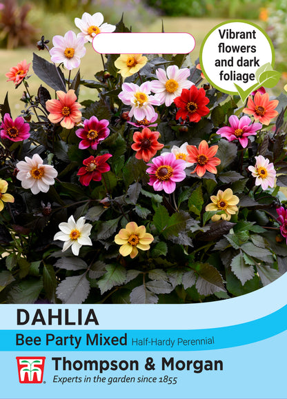 Dahlia Bee Party FOTY