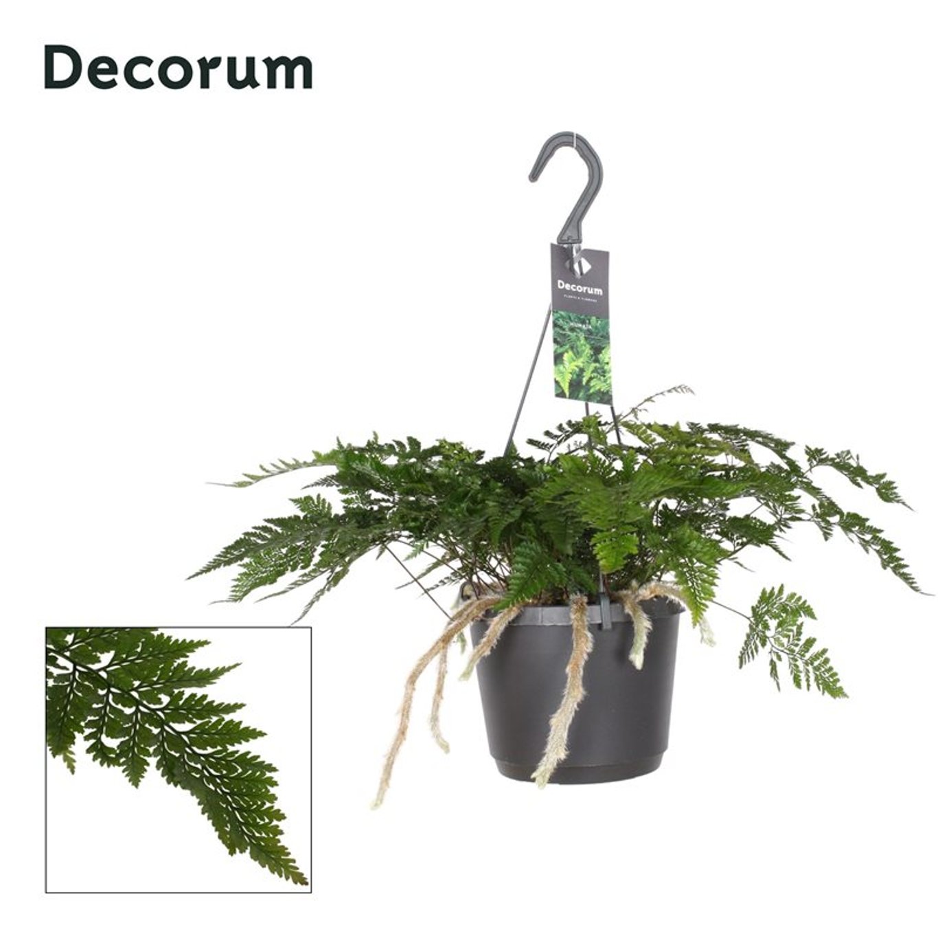 Davallia teyermannii / P18, hanging pot-Easy Garden Centre