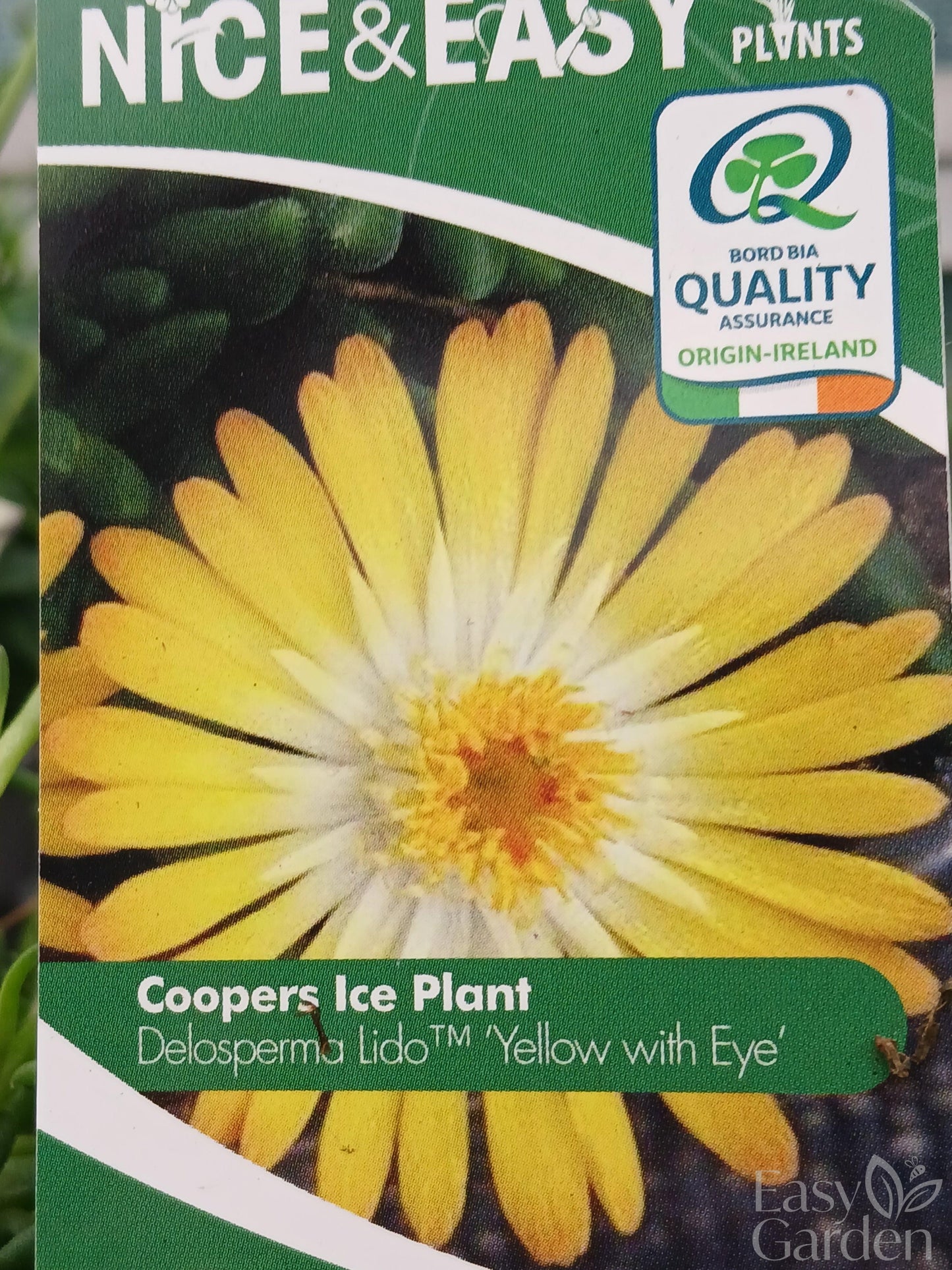 Delosperma L. Yellow with Eye / 2L-Easy Garden Centre