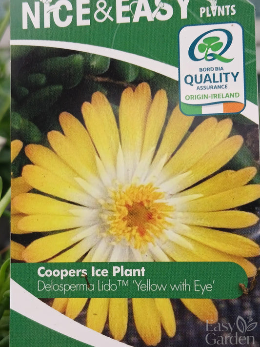 Delosperma L. Yellow with Eye / 2L-Easy Garden Centre
