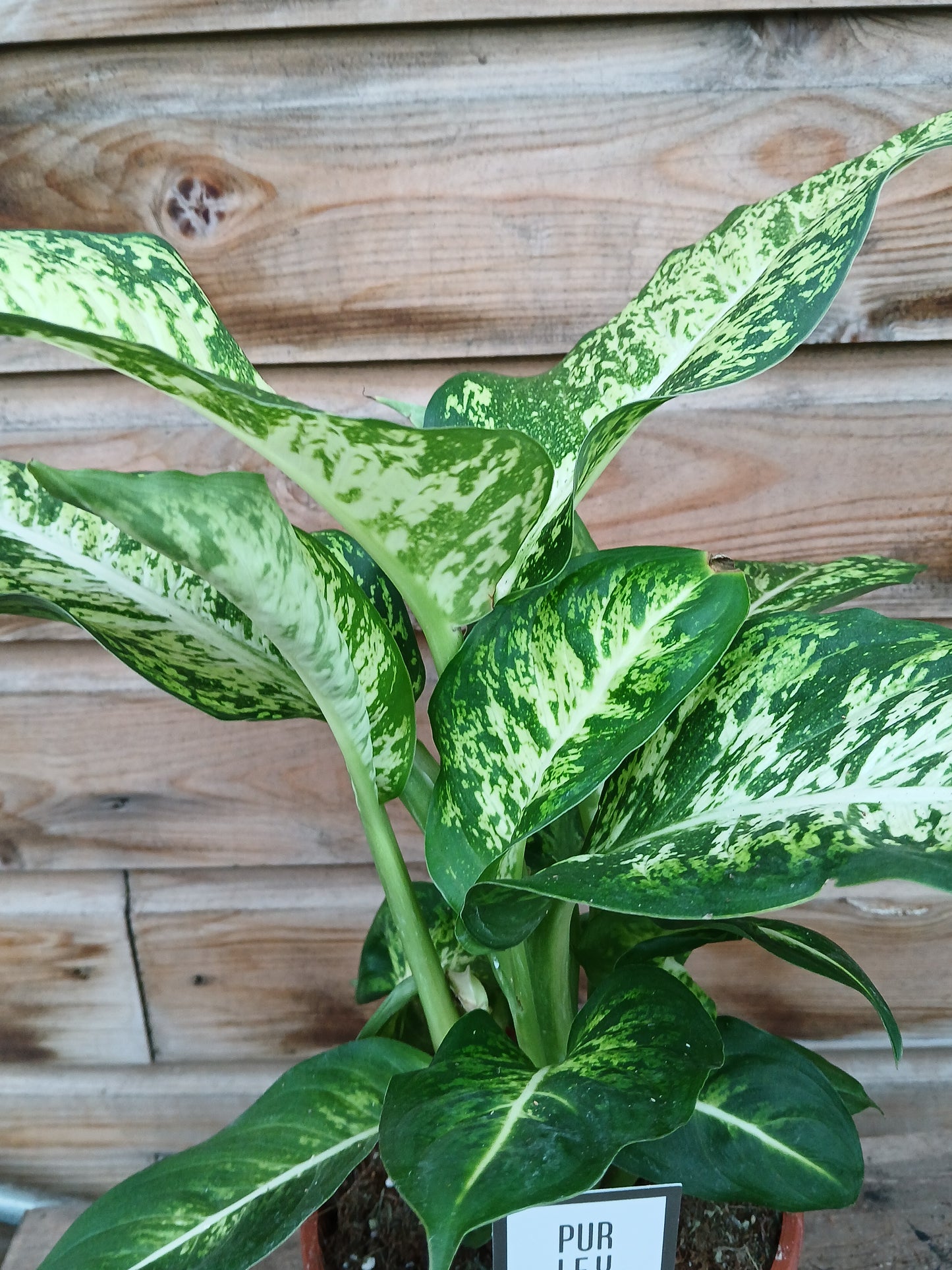 Dieffenbachia extra mix / P17-Easy Garden Centre