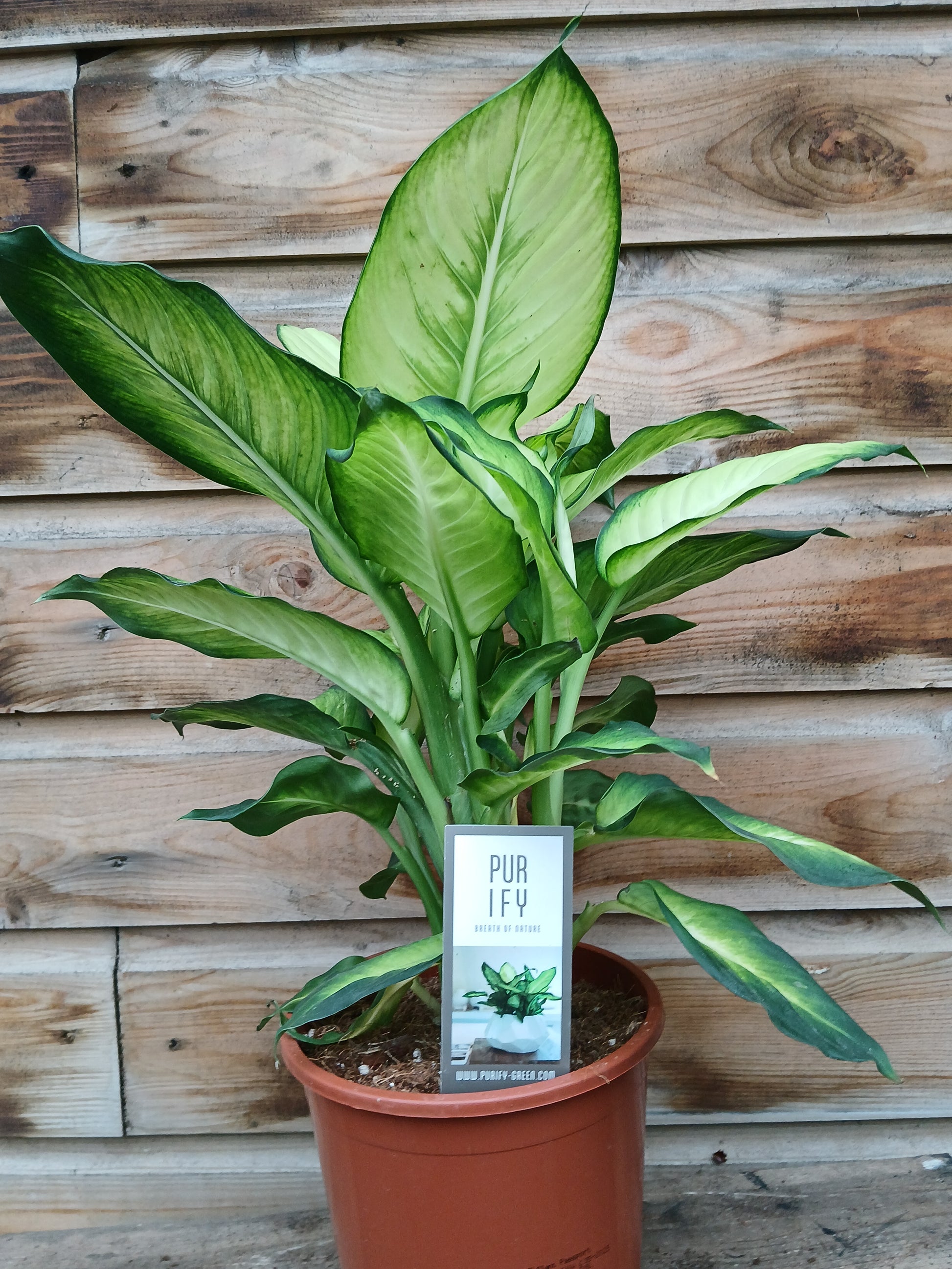 Dieffenbachia extra mix / P17-Easy Garden Centre
