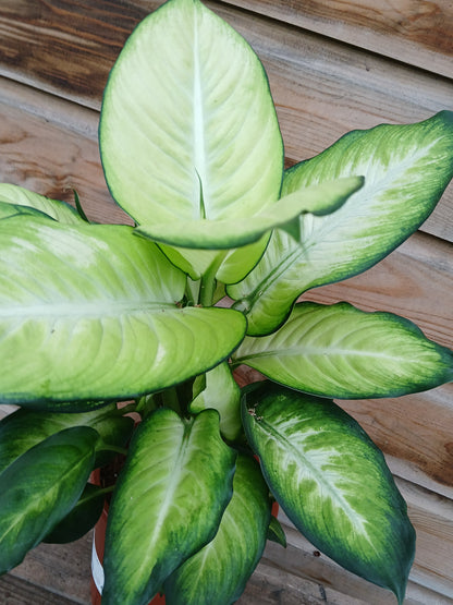 Dieffenbachia extra mix / P17-Easy Garden Centre