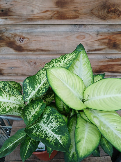 Dieffenbachia extra mix / P17-Easy Garden Centre