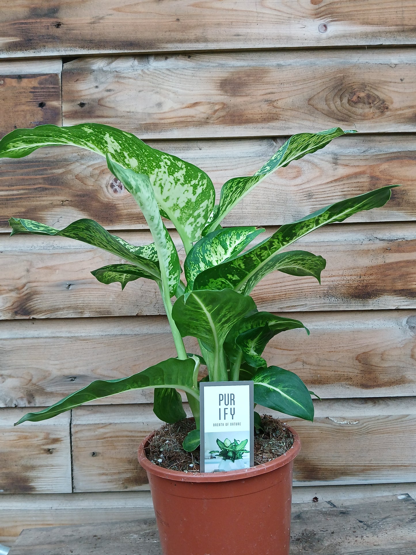 Dieffenbachia extra mix / P17-Easy Garden Centre