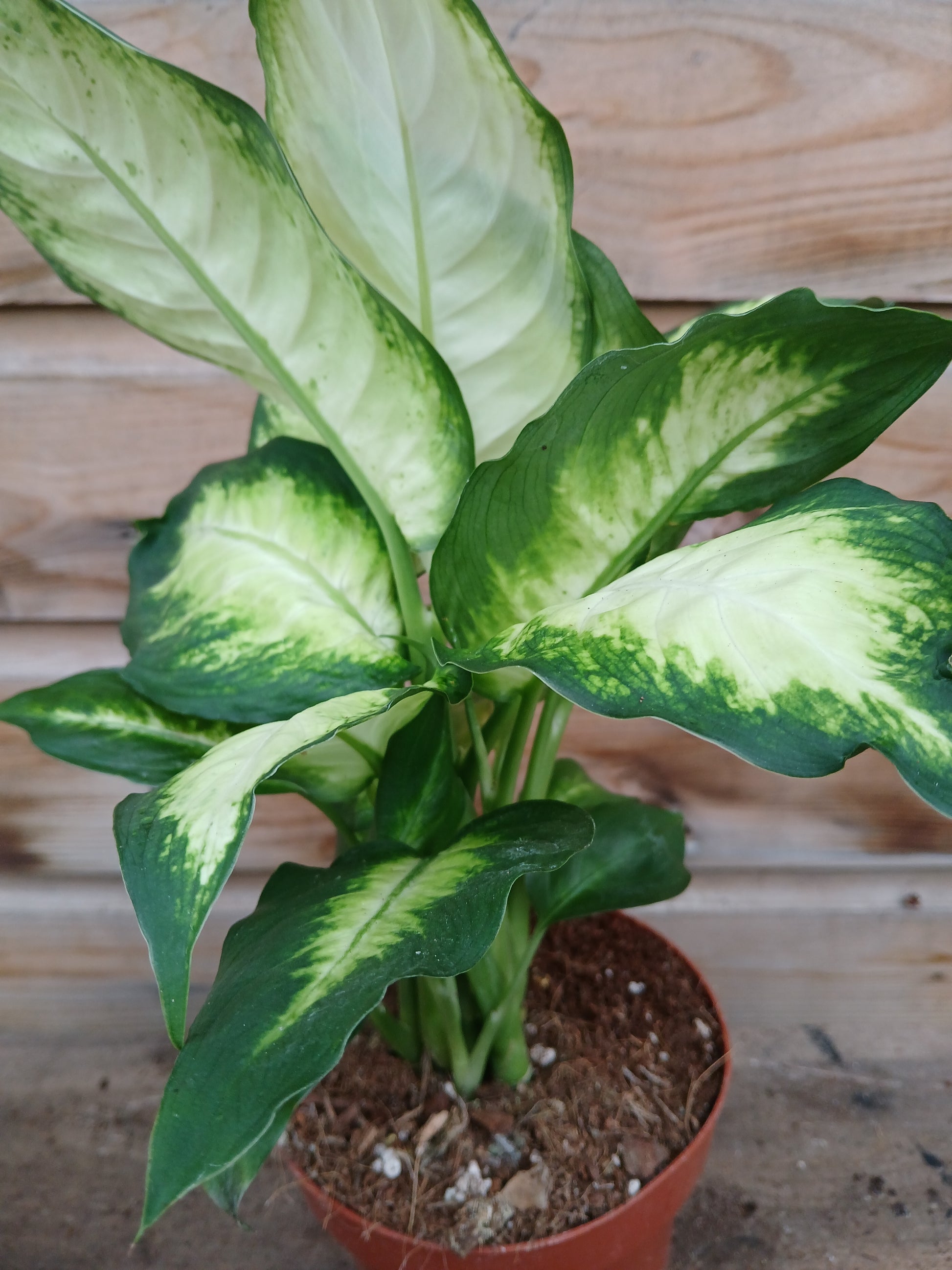 Dieffenbachia mix / P12-Easy Garden Centre