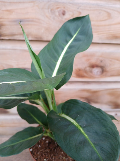 Dieffenbachia mix / P12-Easy Garden Centre