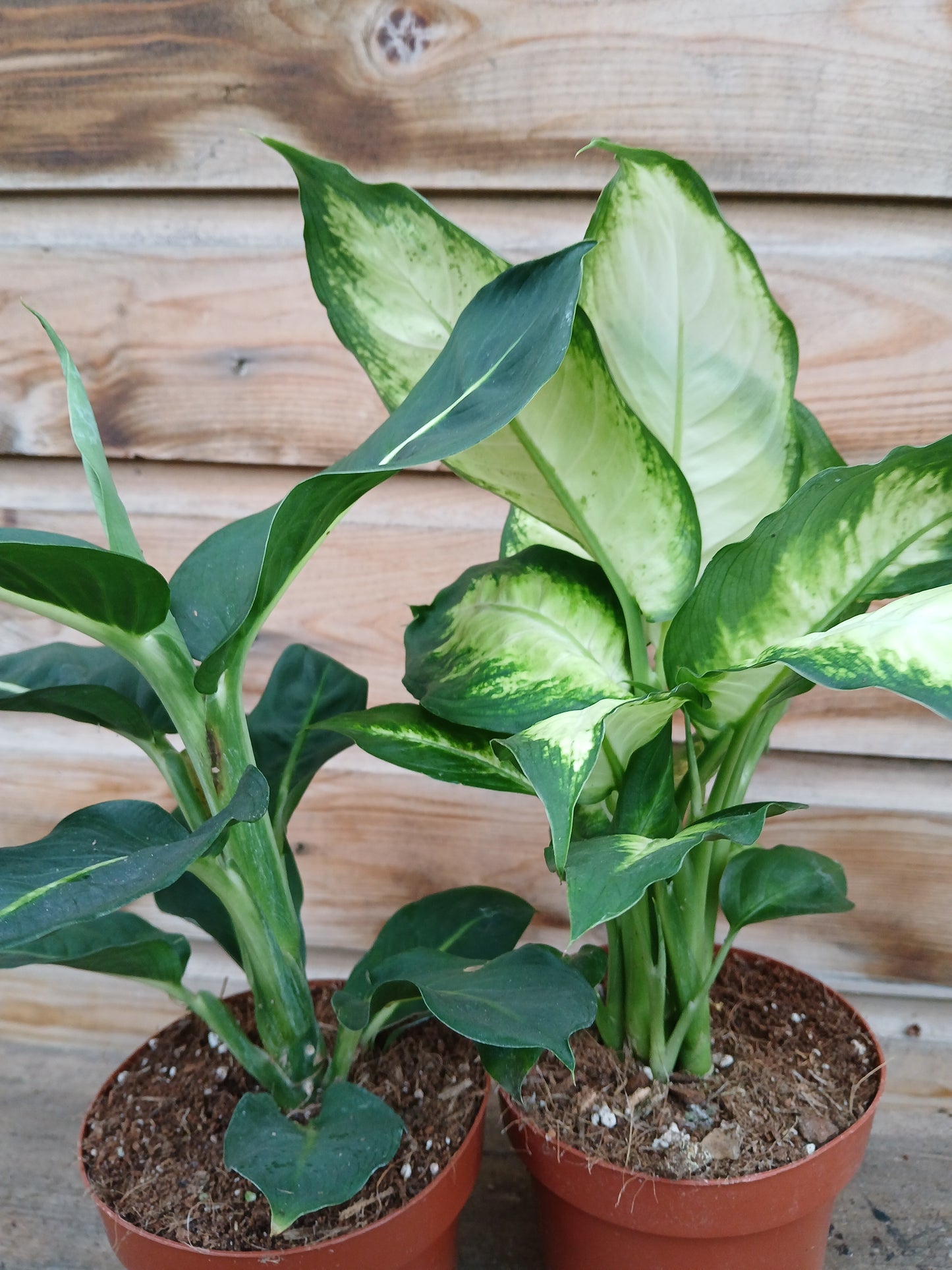 Dieffenbachia mix / P12-Easy Garden Centre