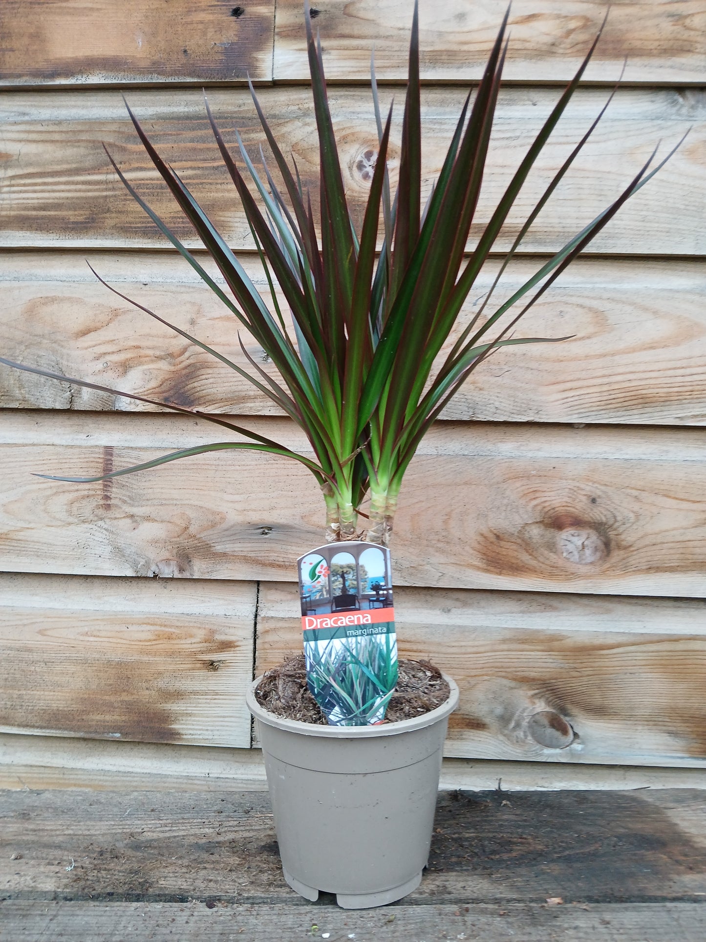 Dracaena marg. 'Magenta' / P12 / 10 cm stem-Easy Garden Centre