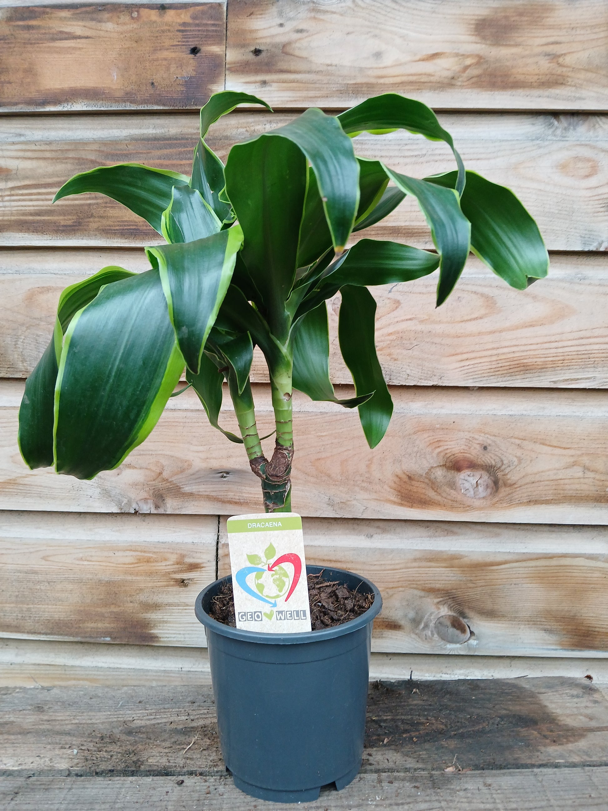 Dracaena mix / P13, stem-Easy Garden Centre