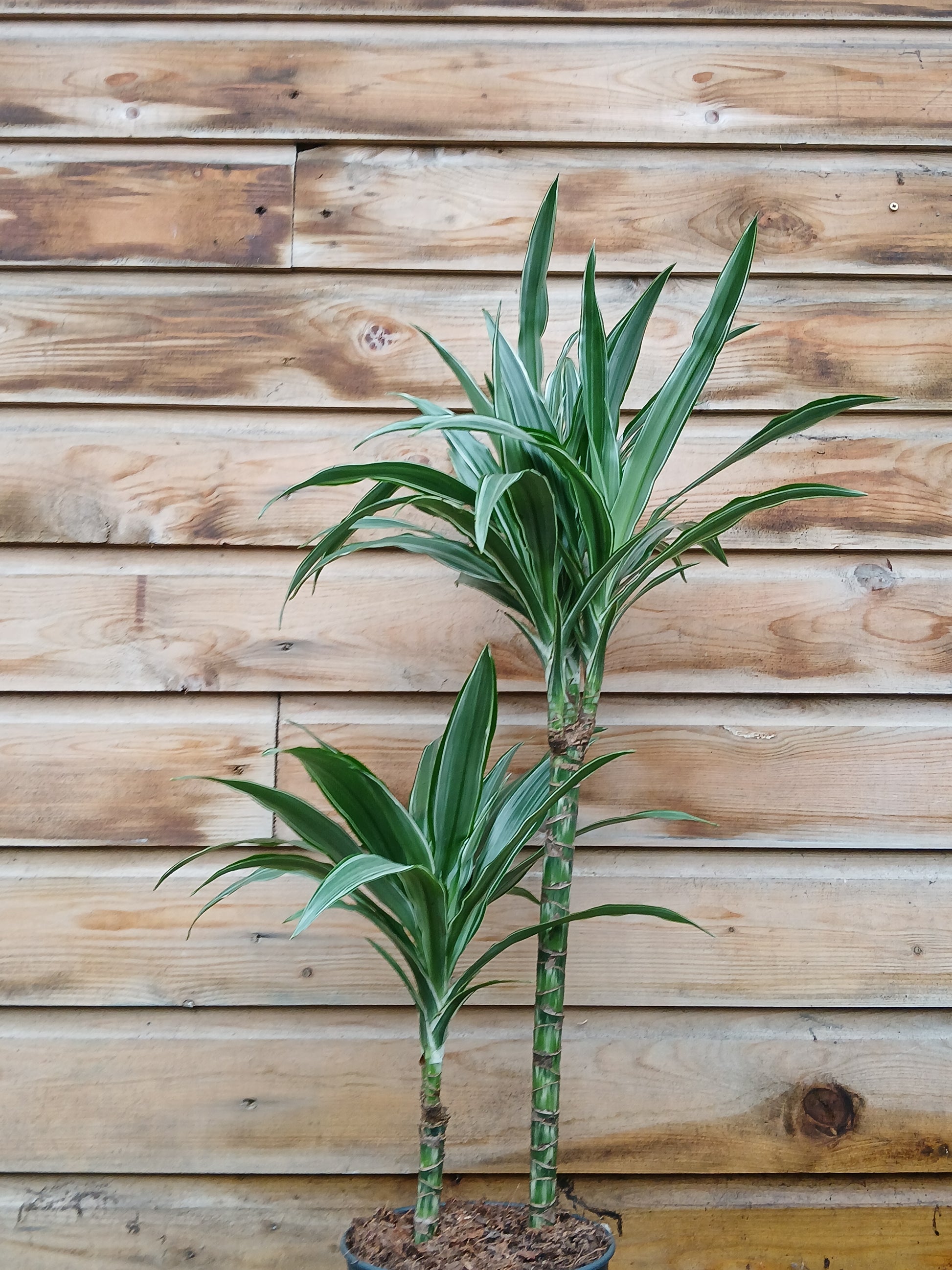 Dracaena mix / P19/45+15 stem-Easy Garden Centre