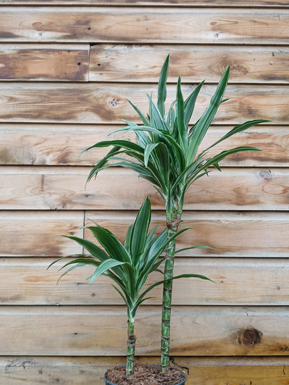 Dracaena mix / P19/45+15 stem-Easy Garden Centre