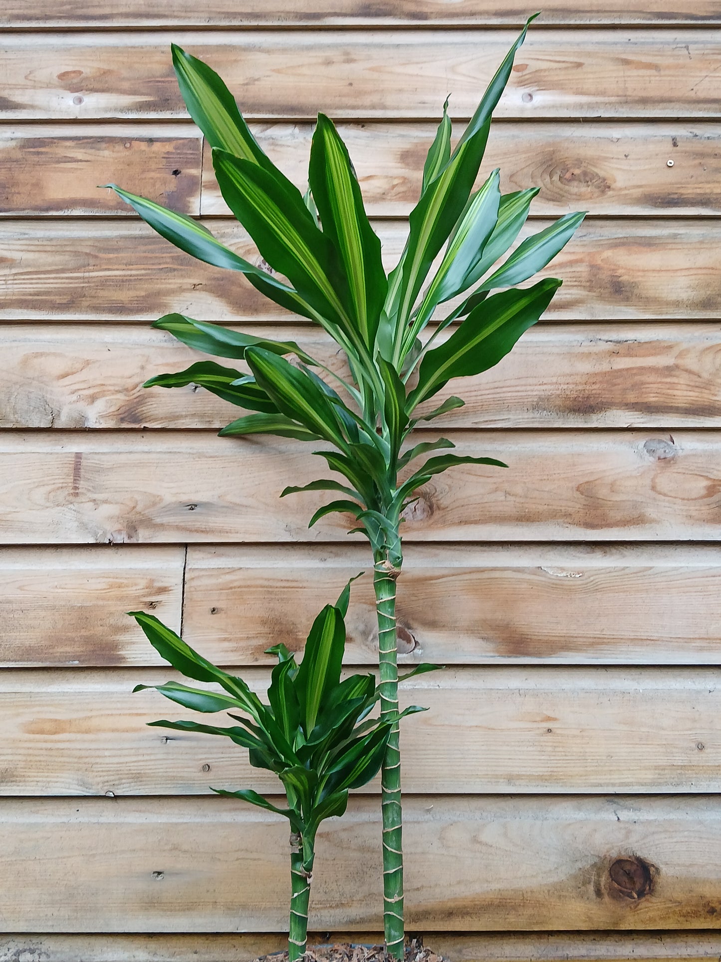 Dracaena mix / P19/45+15 stem-Easy Garden Centre