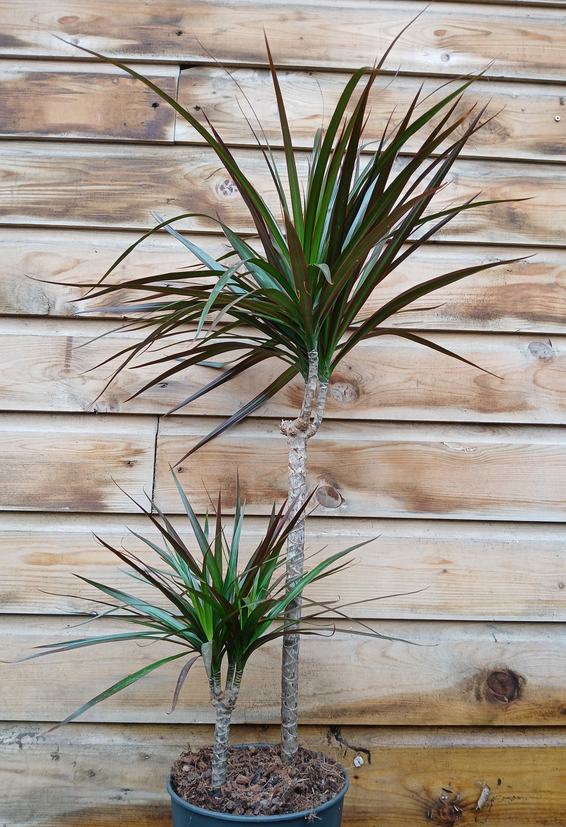 Dracaena mix / P19/45+15 stem-Easy Garden Centre