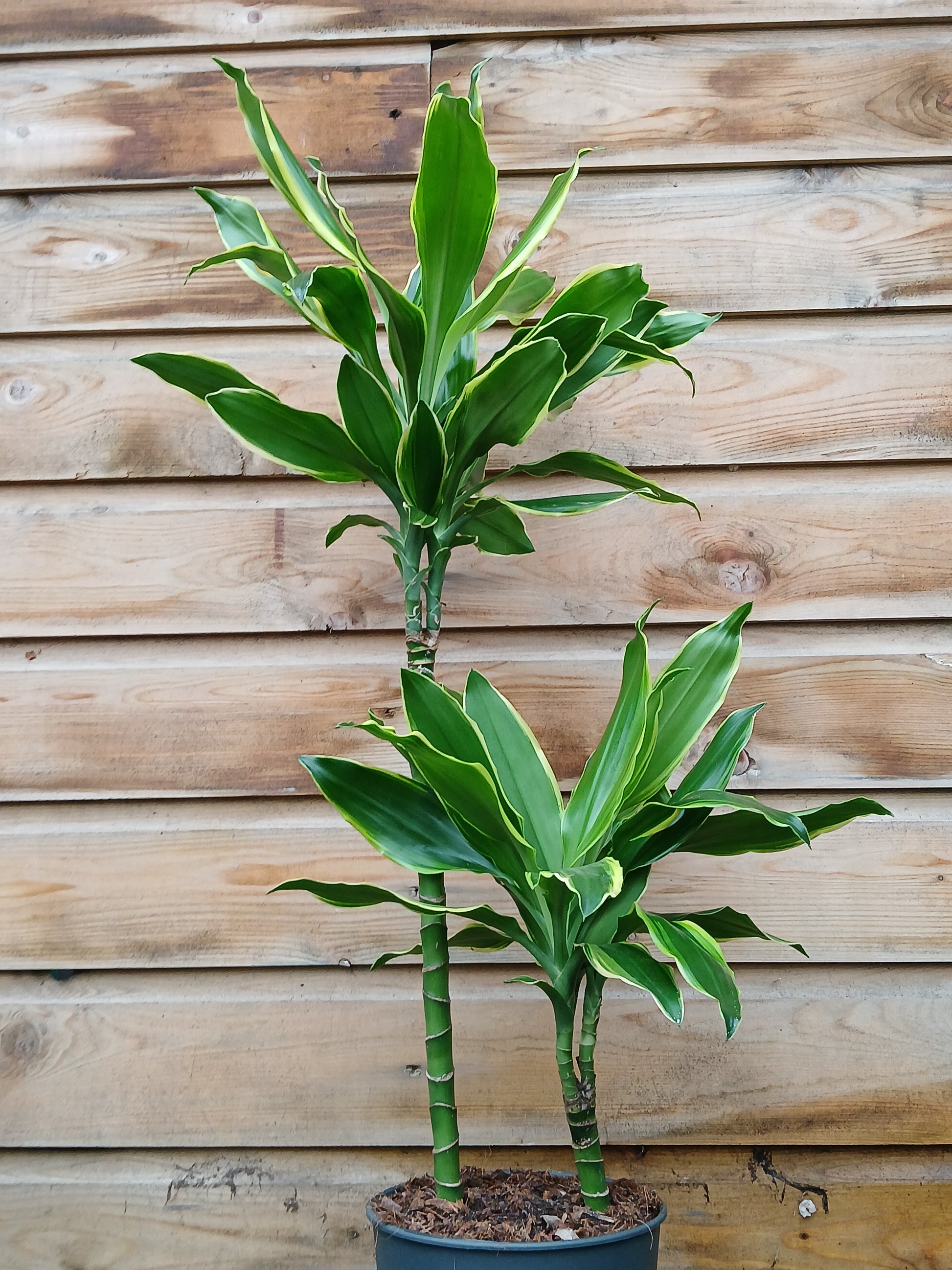 Dracaena mix / P19/45+15 stem-Easy Garden Centre