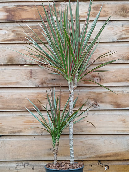 Dracaena mix / P19/45+15 stem-Easy Garden Centre