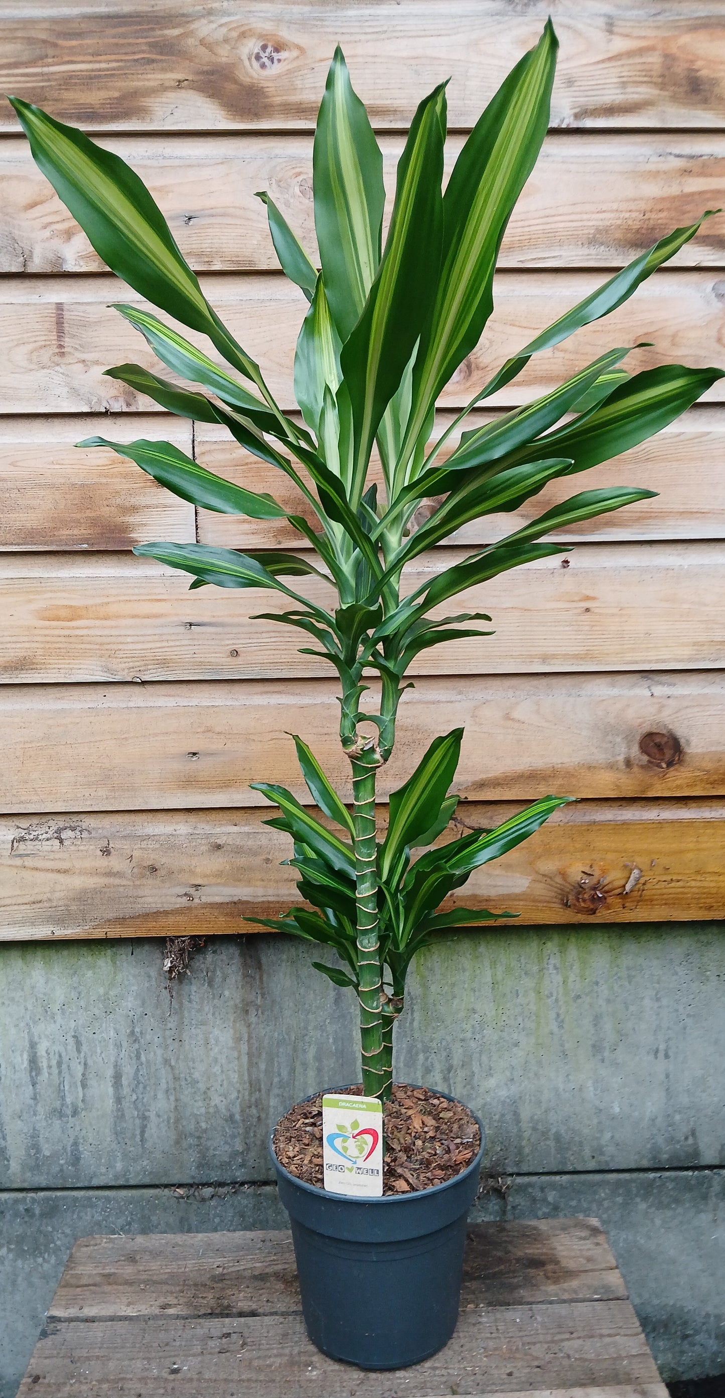 Dracaena mix / P19/45+15 stem-Easy Garden Centre