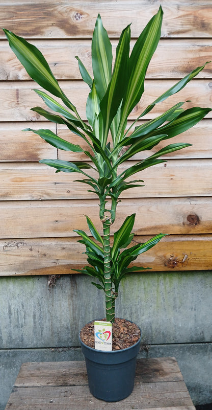 Dracaena mix / P19/45+15 stem-Easy Garden Centre