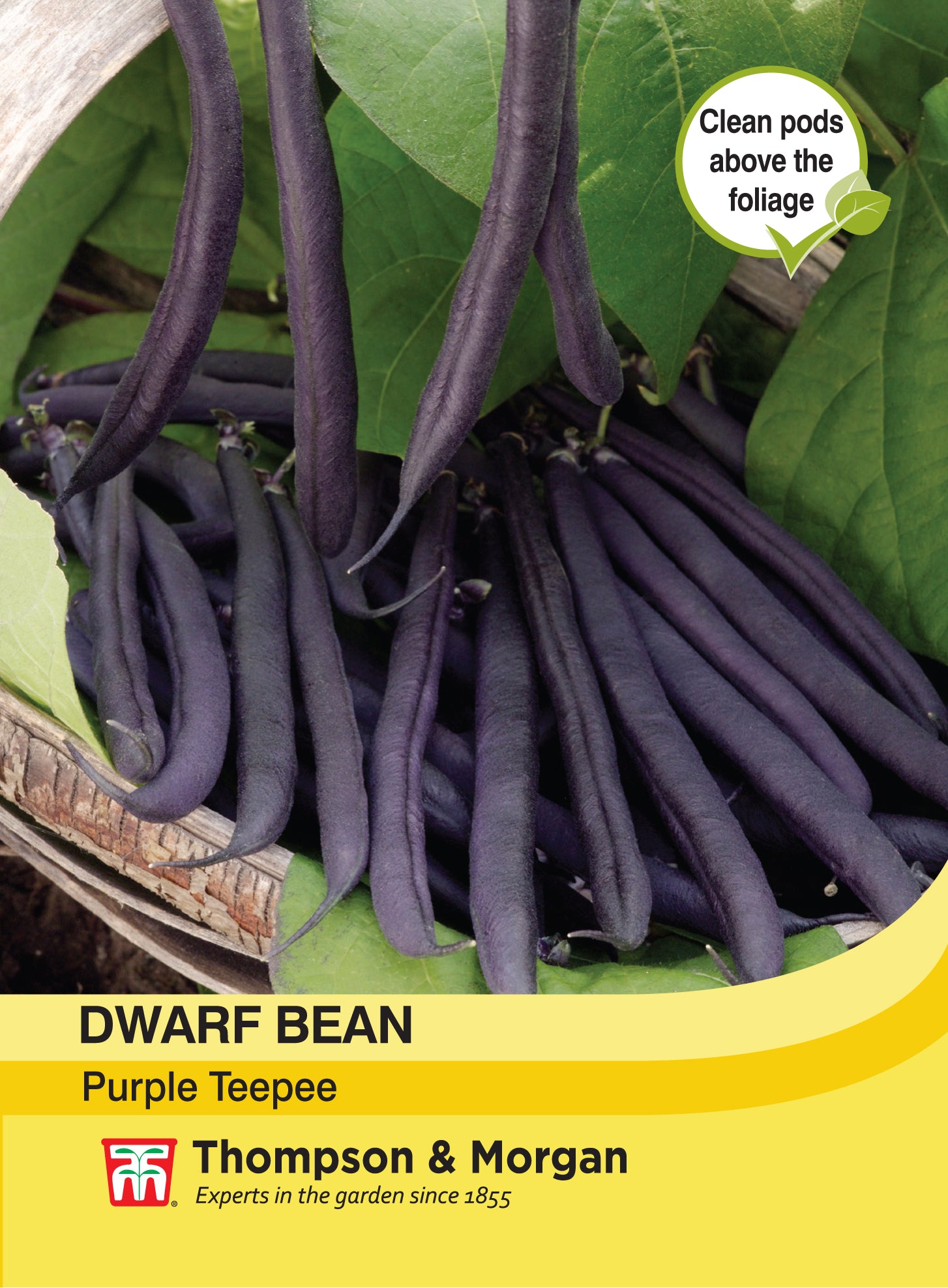 Dwarf Bean Purple Teepee