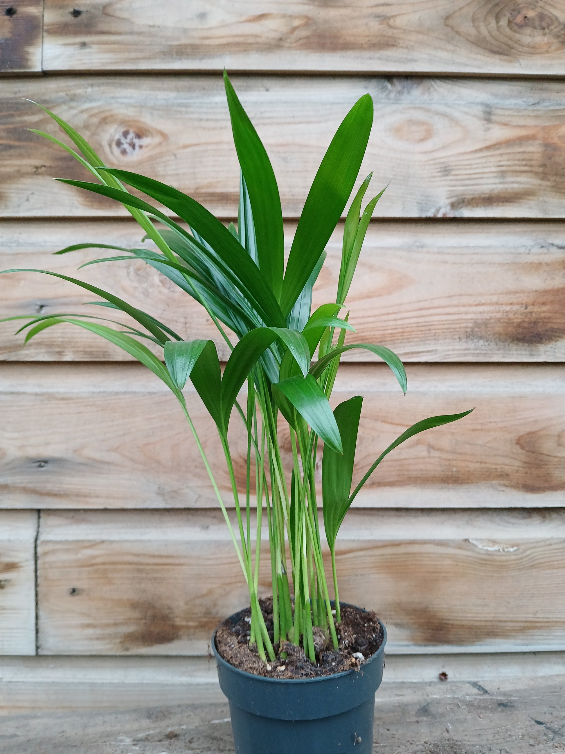 Dypsis lutescens (Areca) / P10.5-Easy Garden Centre