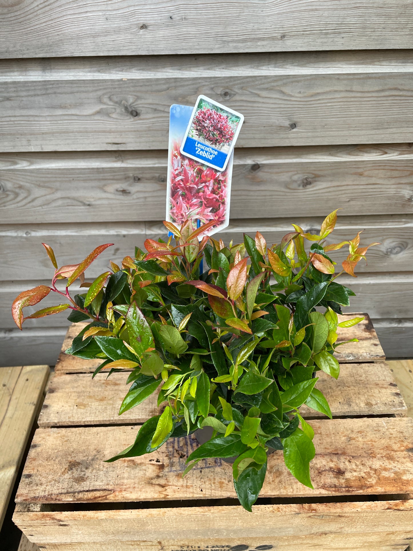 Leucothoe Zeblid / P17 (2 Ltr)