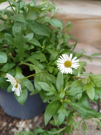 ERIGERON karvinskianus / 2 Litre-Easy Garden Centre