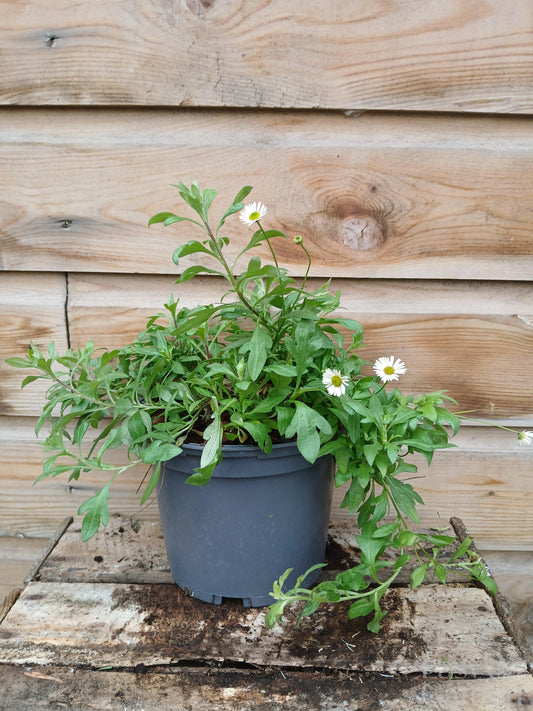 ERIGERON karvinskianus / 2 Litre-Easy Garden Centre
