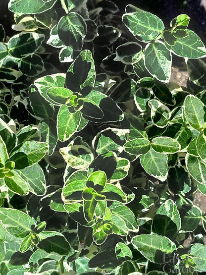 EUONYMUS for. Emerald Gaiety / 1 Litre-Easy Garden Centre