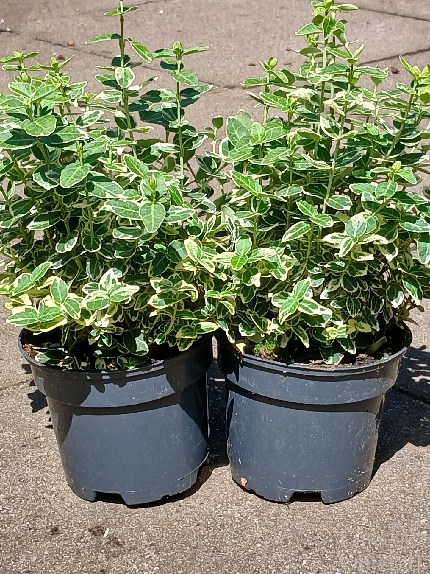 EUONYMUS for. Emerald Gaiety / 1 Litre-Easy Garden Centre