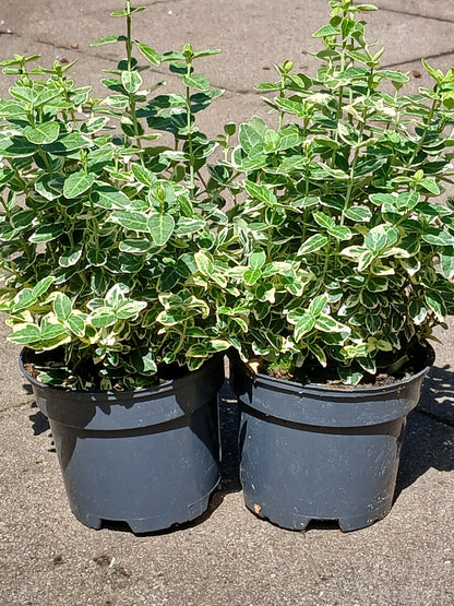 EUONYMUS for. Emerald Gaiety / 1 Litre-Easy Garden Centre