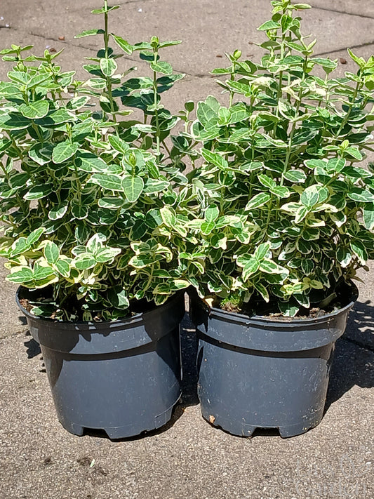 EUONYMUS for. Emerald Gaiety / 1 Litre-Easy Garden Centre