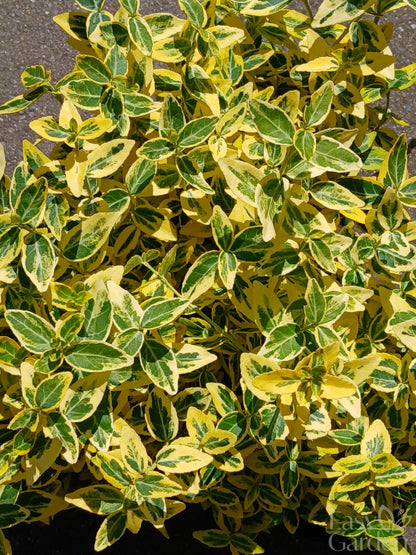 EUONYMUS for. Emerald n Gold / 1 Litre-Easy Garden Centre