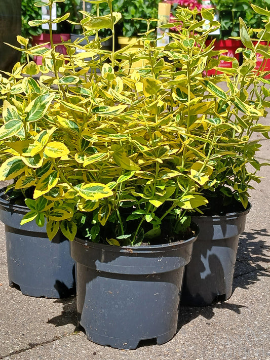 EUONYMUS for. Emerald n Gold / 1 Litre-Easy Garden Centre