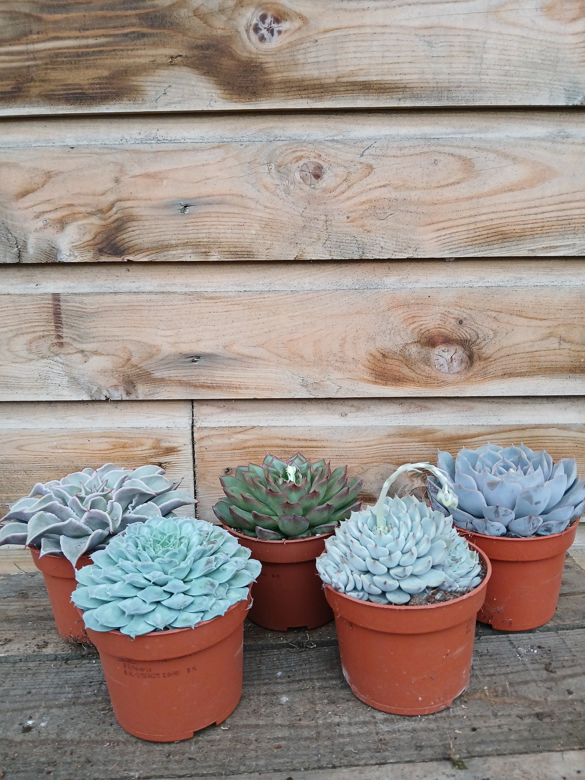 Echeveria mix / P10.5-Easy Garden Centre