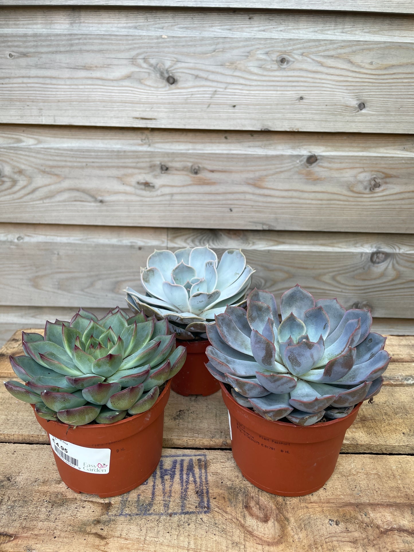 Echeveria mix / P10.5-Easy Garden Centre