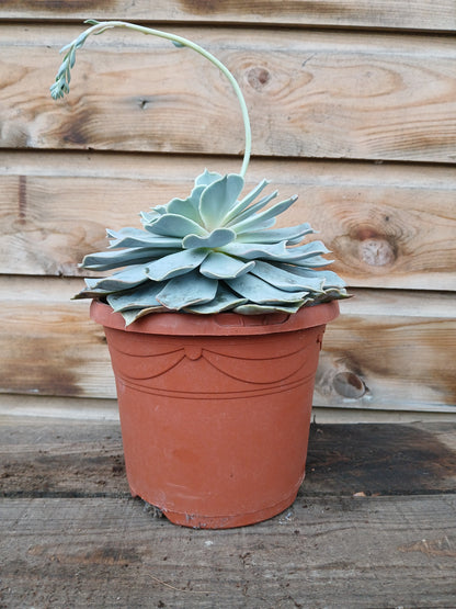 Echeveria mix / P17-Easy Garden Centre
