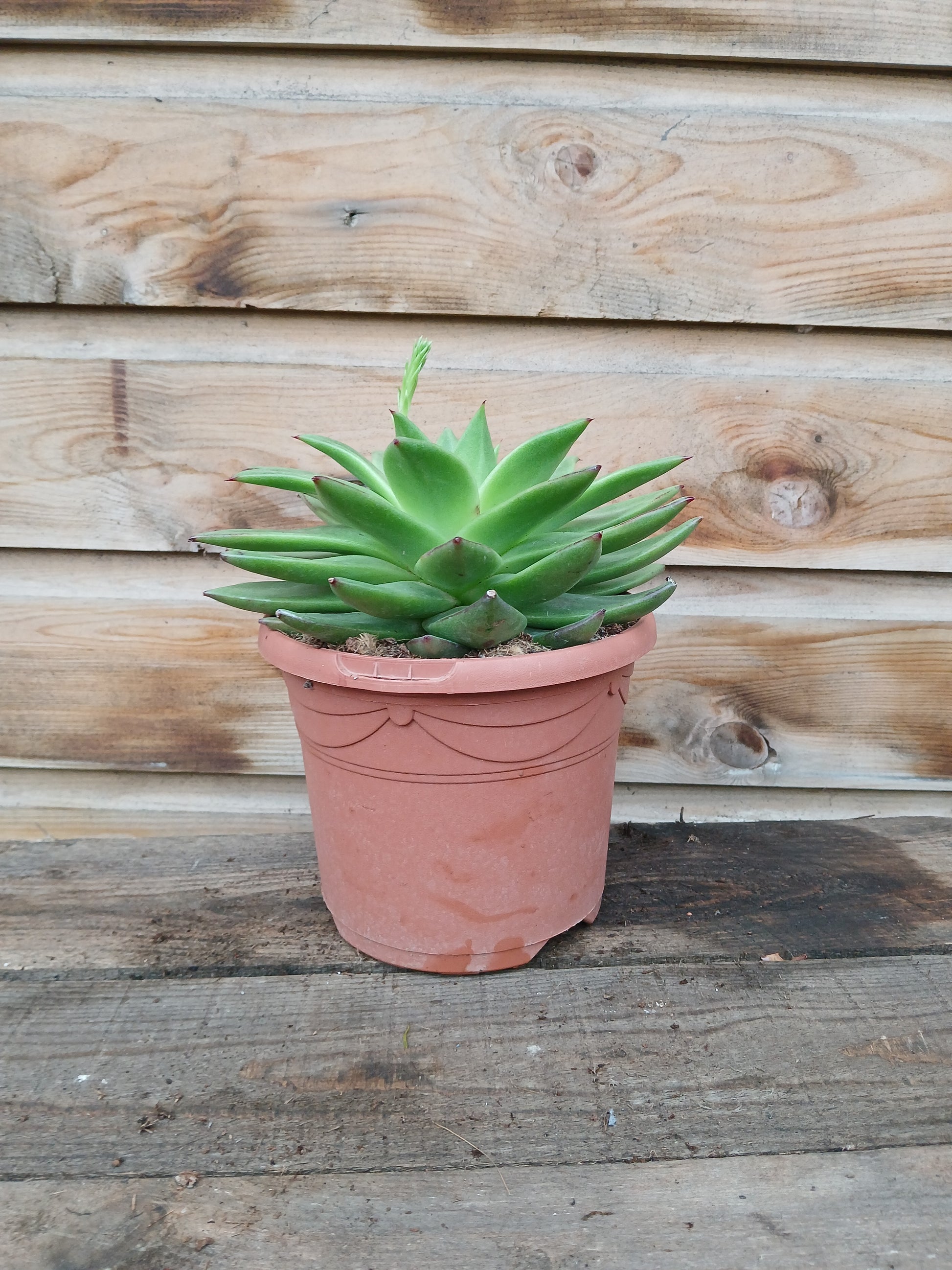 Echeveria mix / P17-Easy Garden Centre